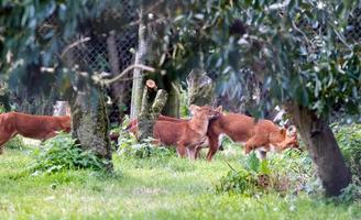 Littlebourne, Kent, Reino Unido, 2014. Un grupo de dholes también llamados perros salvajes asiáticos o perros salvajes indios foto