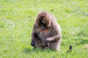 Littlebourne, Kent, UK, 2014. Gelada Baboon sitting on the grass photo