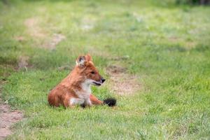 Littlebourne, Kent, Reino Unido, 2014. Dhole también llamado perro salvaje asiático o perro salvaje indio foto