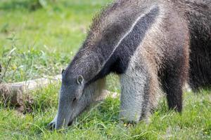 Littlebourne, Kent, Reino Unido, 2014. Oso hormiguero gigante rebuscando en la hierba foto