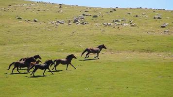 muchos caballos corren en un gran campo verde durante la puesta de sol. caballos salvajes vagando libremente por la naturaleza. caballos corriendo caballos salvajes corriendo al galope en la naturaleza salvaje. video