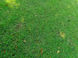 background image of grass in the field photo