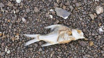 fish die from wastewater environmental protection concept photo