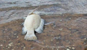 los peces mueren por el concepto de protección ambiental de las aguas residuales foto