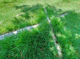 background image of grass in the field photo