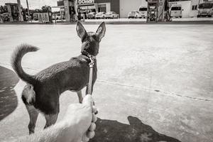 Puerto Aventuras Quintana Roo Mexico 2022 Dog on leash waiting at Gulf petrol gas station Mexico. photo