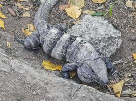 iguana en roca tulum ruinas maya sitio templo pirámides méxico. foto