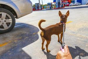 Puerto Aventuras Quintana Roo Mexico 2022 Dog on leash waiting at Gulf petrol gas station Mexico. photo