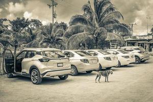 Muyil Quintana Roo Mexico 2022 Parking lot with cars dogs to Muyil Mayan ruins Mexico. photo