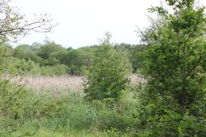 cielo nublado con hermoso panorama de paisaje de bosque natural alemania. foto