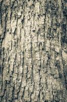 Tropical tree bark texture in natural jungle Mexico. photo