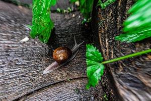 Snail with lovely photo