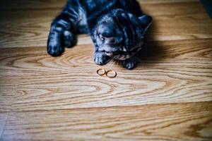 Cute cat and wedding ring photo