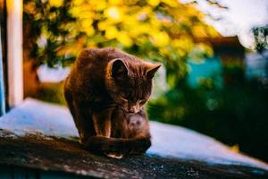 Cat in the nature photo
