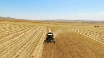 mietitrebbia. la mietitrebbia sta raccogliendo il campo. video