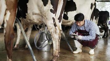 Mann Smart-Farming-Technologie. Bauer Milchmann mit einem digitalen Tablet untersucht die Milchmenge, die eine gefleckte Kuh im Lebensstil liefert. Ein Bauer arbeitet neben einer Kuh auf einem Milchviehbetrieb video