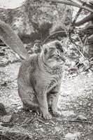 Beautiful cute cat with green eyes in tropical jungle Mexico. photo