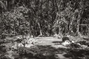 Tropical plants walking path natural jungle forest Puerto Aventuras Mexico. photo