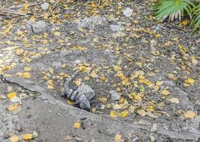 Iguana on rock Tulum ruins Mayan site temple pyramids Mexico. photo