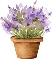 garden flower in a pot, watercolor illustration. vector