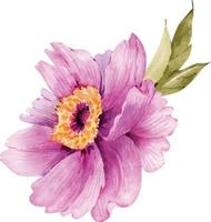 pink peony flower illustration watercolor. vector