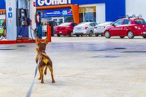 Puerto Aventuras Quintana Roo Mexico 2022 Dog on leash waiting at Gulf petrol gas station Mexico. photo