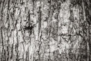 textura de corteza de árbol tropical en la selva natural de México. foto