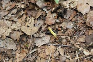 Fighting ants carrying caterpillar in natural forest Germany. photo