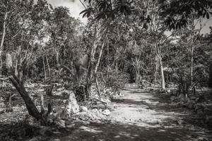 Tropical plants at natural jungle forest Playa del Carmen Mexico. photo