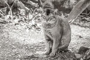 hermoso gato lindo con ojos verdes en la selva tropical de México. foto