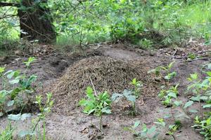 hormiguero con muchas hormigas bosque natural alemania. foto