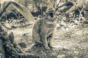 Beautiful cute cat with green eyes in tropical jungle Mexico. photo
