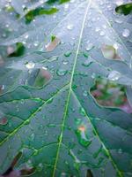 Fresh papaya green leaf texture patterns photo