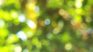 Bokeh abstract nature tree green refreshing background suitable for text fill graphics design decorative agriculture photo