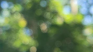 Bokeh abstract nature blurred lens tree green refreshing background suitable for text fill graphic design decorative agriculture photo