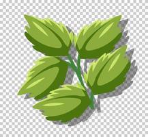 Peppermint leaves isolated on grid background vector