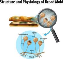 estructura y fisiología del moho del pan vector