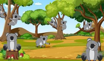 koalas en la escena del bosque vector