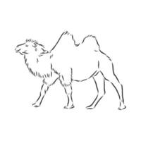 dibujo vectorial de camello vector