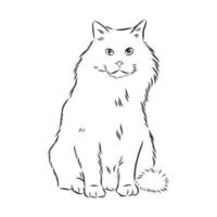 cat vector sketch