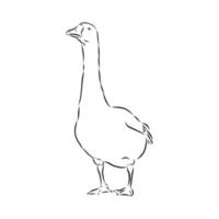 goose vector sketch