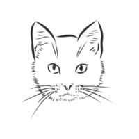 bosquejo del vector del gato