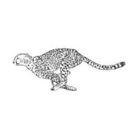 cheetah vector sketch