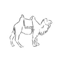 camel vector sketch