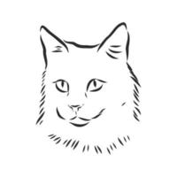 cat vector sketch