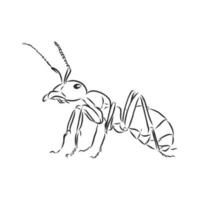 ant vector sketch