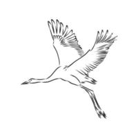 crane bird vector sketch