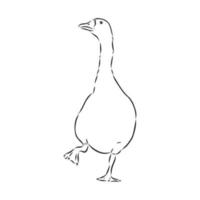 goose vector sketch