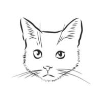 bosquejo del vector del gato