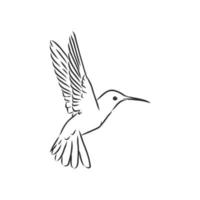 hummingbird vector sketch